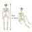 40cm Halloween Human Shape Skeleton,Posable Skeleton,Human Shape Bones,Halloween Herror Decorations,Haunted House Horror Props