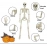 40cm Halloween Human Shape Skeleton,Posable Skeleton,Human Shape Bones,Halloween Herror Decorations,Haunted House Horror Props